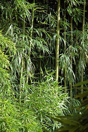 Bamboo forest