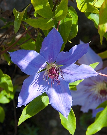 Clematis