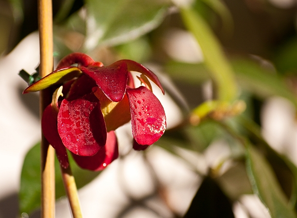 Sarracenia